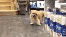 Marnie'S Shopping Adventure GIF - Marnie Dog Shopping GIFs