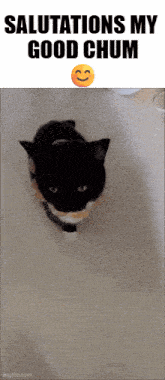 a black and white cat with the words salutations my good chum