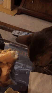 Animal Gifs - Cats - Page 7 - Gifs of funny animals - gifs - funny animals  - funny gifs - Cheezburger