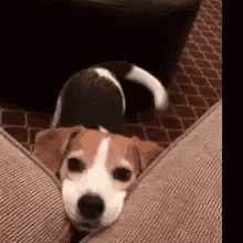 Dog Cute GIF - Dog Cute Couch GIFs