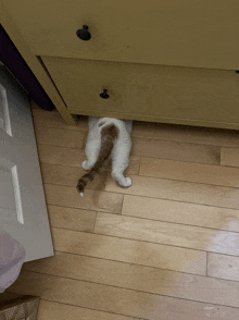 Behind Crawling GIF - Behind Crawling Cat GIFs
