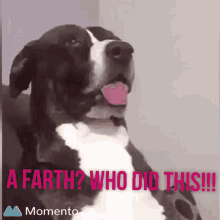 dog farts with captions