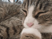 Cat Kitty GIF - Cat Kitty Cute Cat GIFs