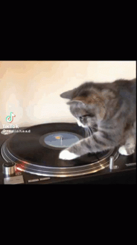 Turntable cat GIF on GIFER - by Ke