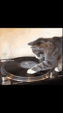 Turntable Cat Cat GIF - Turntable Cat Cat Spinning Cat GIFs