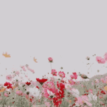 Pink Wildflowers GIF