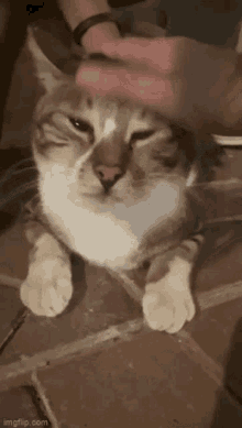 Ap Lei Chau Cat GIF - Ap Lei Chau Cat GIFs