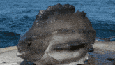 a large fish is sitting on a wooden dock near the ocean