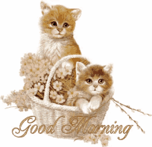 Good Morning Kitten GIF - Good Morning Kitten GIFs