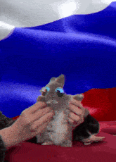кролик танцует флаг россии GIF - кролик танцует флаг россии кролик танцует на фоне флага россии GIFs