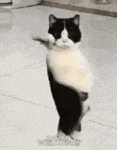 a black and white cat is standing on its hind legs holding a roll of toilet paper in its paws .