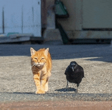 Cat Crow GIF