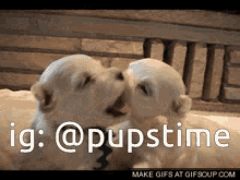 two puppies kissing with the hashtag @pupstime on the bottom right