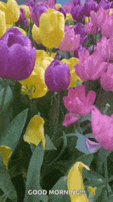 Spring Flowers GIF