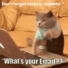 Funny Animals Cat GIF - Funny Animals Cat Email GIFs
