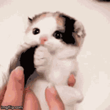cat eat cute kitten kitten kitty