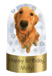 happy birthday molly dog