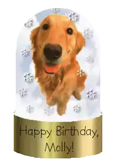 Happy Birthday Molly Sticker - Happy Birthday Molly Dog Stickers
