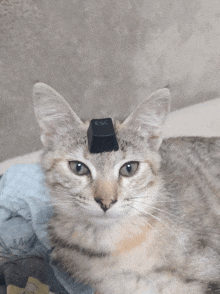 a cat with the esc key on its head