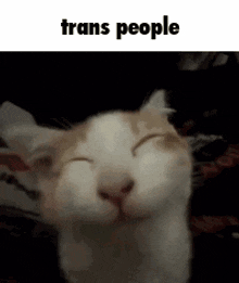 Transgender Cat GIF - Transgender Trans Cat GIFs
