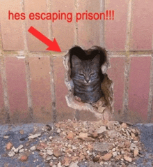 a cat is looking out of a hole in a brick wall with the words he 's escaping prison written above it