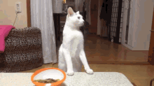 What Kind Of Magic Cat Speak...? GIF - Cat Speechless Back Walk GIFs
