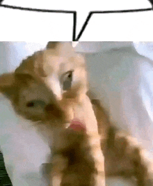 a cat is laying on a bed with a speech bubble behind it .