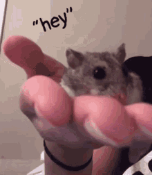 Hamster Cute GIF - Hamster Cute Hey GIFs