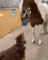Dog Hugging Horse Hugs GIF - Dog Hugging Horse Hugs Dog GIFs