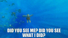 Did You See Me Did You See What I Did GIF - Did You See Me Did You See What I Did Finding Nemo GIFs