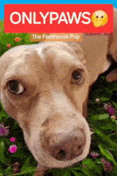 a poster for onlypaws the penthouse pup shows a dog in the grass
