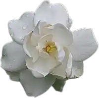 a white flower with water drops on the petals and a yellow center