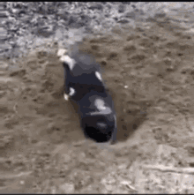 Digging Dog GIF - Digging Dog Dancing GIFs