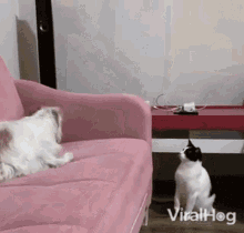 Cat Viralhog GIF - Cat Viralhog Jump GIFs