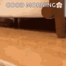 Good Morning Cats GIF - Good Morning Cats Kitten GIFs
