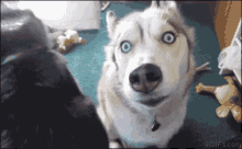What Funny Dog GIF - What Funny Dog Crazy GIFs