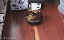 Cat On Vacuum GIF - Cats Shark Roomba GIFs