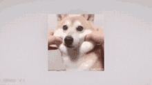 柴犬 Shibainu GIF - 柴犬shibainu GIFs