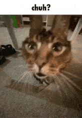 Chuh Cat Funny GIF - Chuh Cat Chuh Funny GIFs
