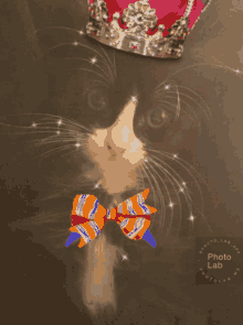 Samuel Stelly Crown GIF - Samuel Stelly Crown Cat GIFs
