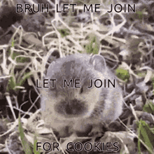Vole Join GIF - Vole Join For GIFs