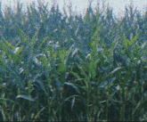 a close up of a field of tall grass with a blue sky in the background
