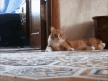 Cat Scared GIF - Cat Scared Walking GIFs