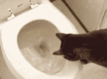Where Did It Go? GIF - Cat Cats Toilet GIFs