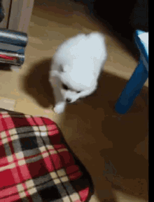 a small white dog standing next to a plaid pillow