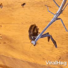 Praying Mantis Captures The Bees Viralhog GIF - Praying Mantis Captures The Bees Mantis Viralhog GIFs