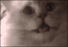 Cat Shocked GIF - Cat Shocked Trauma GIFs