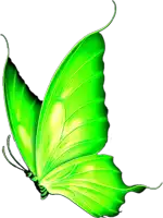 a green butterfly with a white background is flying