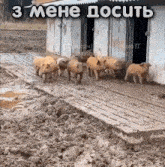 a group of pigs are standing in a muddy area with a caption that says 3 mene docit