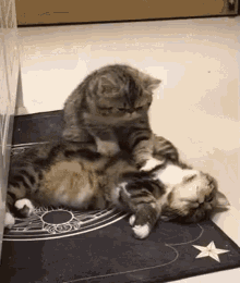 Meow Massage GIF - Meow Massage Cat GIFs